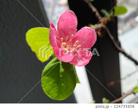 ベランダで育てたカリンの木に花が咲いた ベランダで育てたカリンの木に花が咲いた 124735856