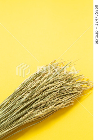 お米の稲穂 124735869