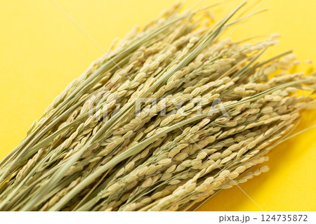 お米の稲穂 124735872