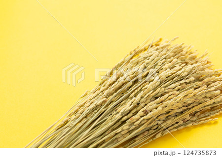 お米の稲穂 124735873