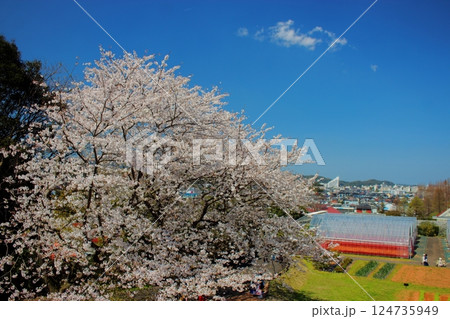 総合農事センターからの桜の花と小倉の市街地 【青空】 総合農事センターからの桜の花と小倉の市街地 【青空】 124735949