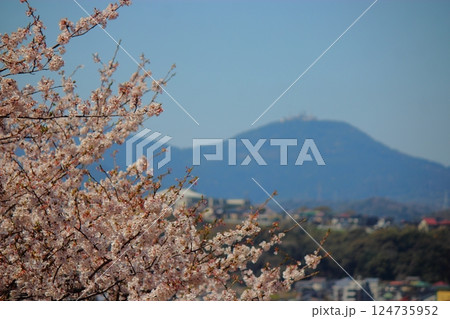 総合農事センターからの桜の花と皿倉山 【青空】 124735952