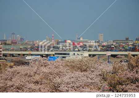 総合農事センターからの桜の花と小倉の市街地 【青空】 124735953