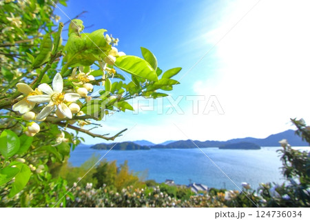 ミカンの花が咲く初夏の大芝島 ミカンの花が咲く初夏の大芝島 124736034