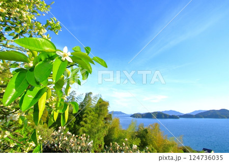 ミカンの花が咲く初夏の大芝島 124736035