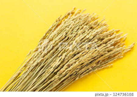 お米の稲穂 124736108