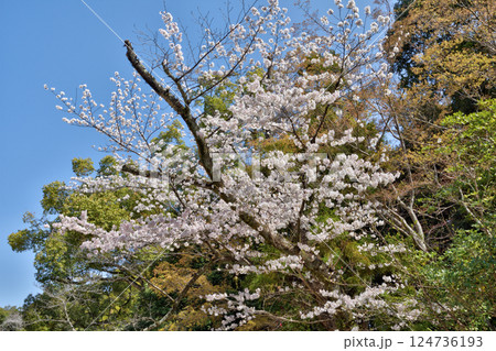 岩清水八幡宮の桜 岩清水八幡宮の桜 124736193