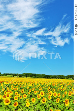 北海道 夏の青空とひまわりの風景 北海道 夏の青空とひまわりの風景 124736216
