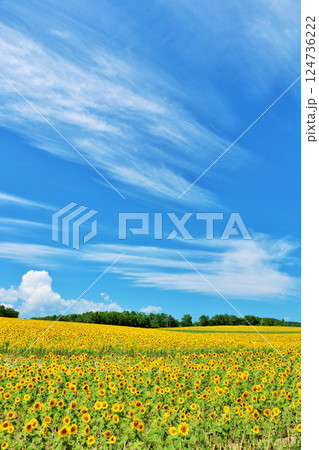 北海道　夏の青空とひまわりの風景 124736222