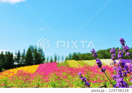 北海道　青空の富良野　綺麗な花畑 124736238