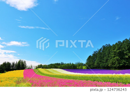 北海道　青空の富良野　綺麗な花畑 124736243