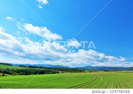 北海道 夏の青空と美瑛の風景 北海道 夏の青空と美瑛の風景 124736248
