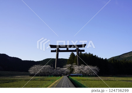春の青空に映える大斎原の鳥居と桜花 124736299