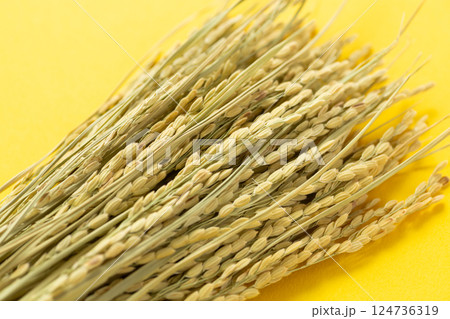 お米の稲穂 124736319