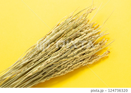 お米の稲穂 124736320