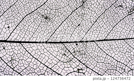 Leaf texture pattern with veins and cells. 124736472