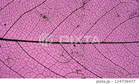 Leaf texture pattern with veins and cells. 124736477