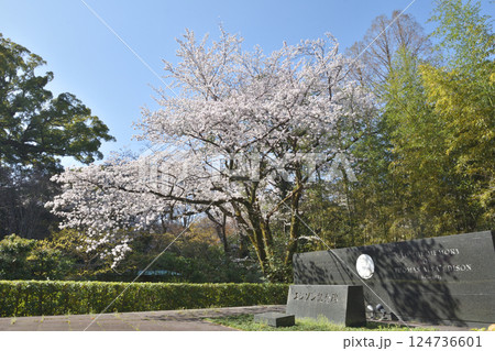 岩清水八幡宮のエジソン記念碑と桜 124736601