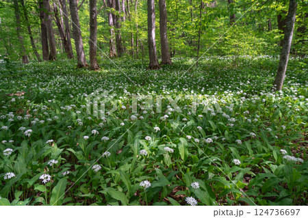 Wild Garlic Flowers Forest Ground Spring 124736697