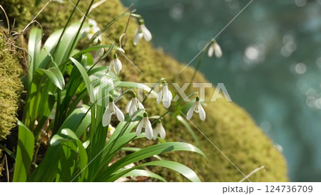 Snowdrops Mossy Rock Spring Bloom: Early spring wildflowers growing on moss-covered rocks near water. Snowdrops Mossy Rock Spring Bloom: Early spring wildflowers growing on moss-covered rocks near water. 124736709