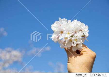青空に桜の花を持つ手 青空に桜の花を持つ手 124736966