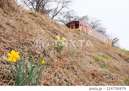 わたらせ渓谷鐵道「春待ち遠しい水仙の花咲く築堤」 わたらせ渓谷鐵道「春待ち遠しい水仙の花咲く築堤」 124736979