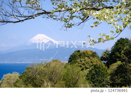 桜咲く、早秋の海越しに望む冠雪した冠雪の富士山 124736991