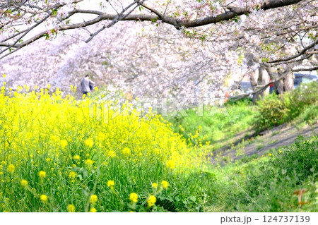 桜と菜の花のある風景 桜と菜の花のある風景 124737139