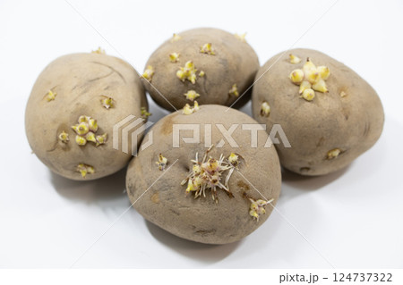 じゃがいもの芽 じゃがいもの芽 124737322