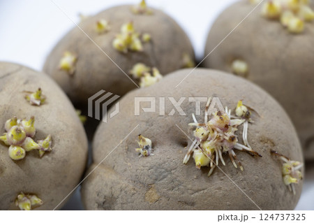 じゃがいもの芽 じゃがいもの芽 124737325