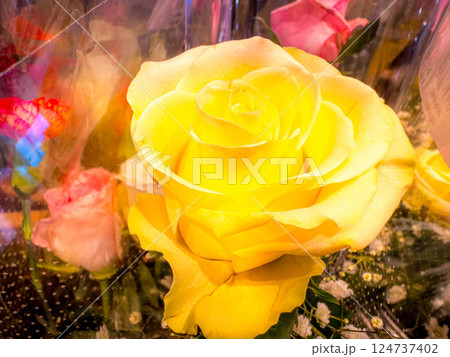 黄色い薔薇の花 黄色い薔薇の花 124737402
