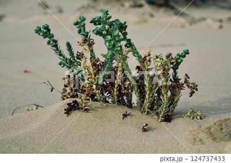 Closeview of a plant in the sand.Analog. Closeview of a plant in the sand.Analog. 124737433