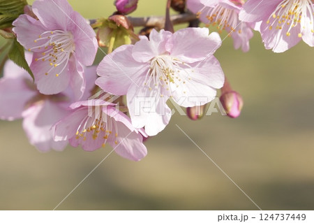 春の陽光を浴びて咲く桜　アップ　グリーン背景 124737449