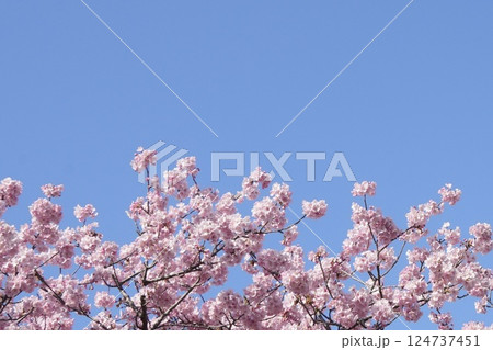 青空に映えるピンクの河津桜 春の訪れ 青空に映えるピンクの河津桜 春の訪れ 124737451