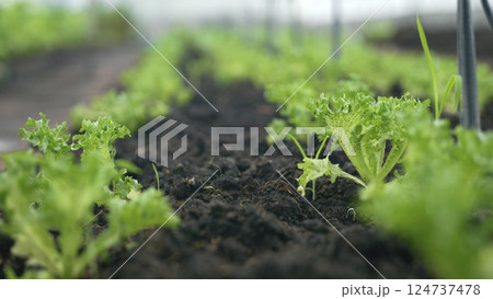 Slider of Childrens edible growth vegetable garden, vitamins healthy biological homegrown spring organic Slider of Childrens edible growth vegetable garden, vitamins healthy biological homegrown spring organic 124737478