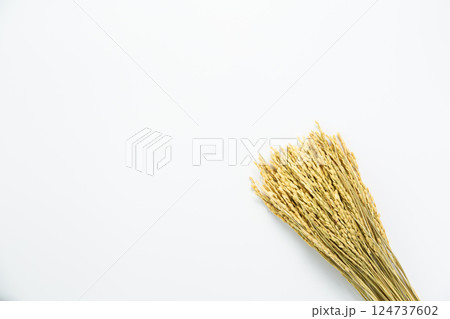 お米の稲穂 124737602