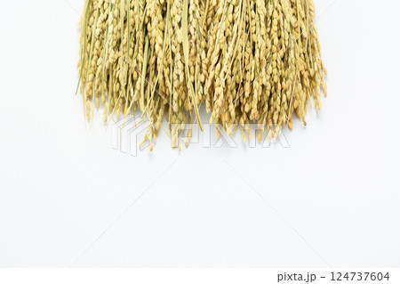 お米の稲穂 124737604