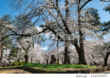 埼玉県　さいたま市　大宮公園　満開の桜 124737877