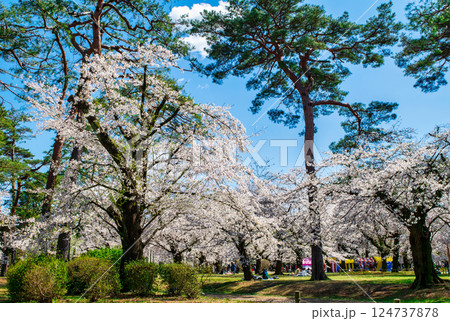埼玉県　さいたま市　大宮公園　満開の桜 124737878