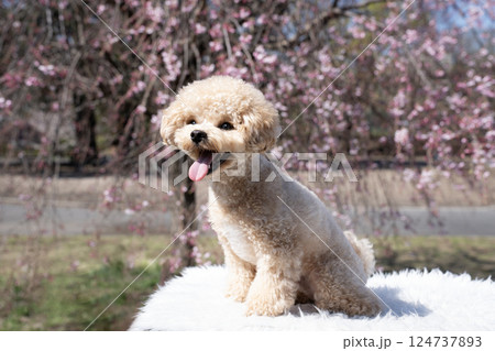 桜と笑うマルプーのシシマル 124737893