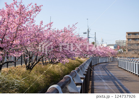 二ツ池公園 河津桜 124737926