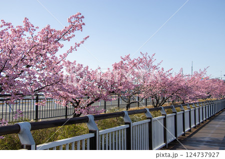 二ツ池公園 河津桜 124737927