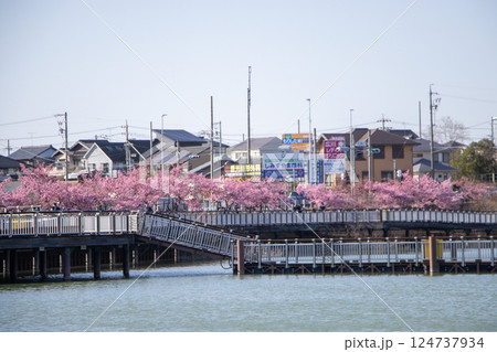 二ツ池公園 河津桜 124737934