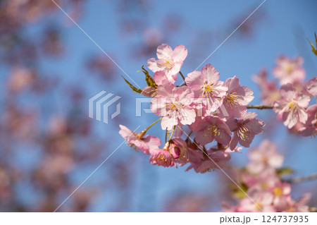 河津桜 124737935