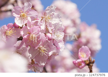 青空に映えるピンクのふんわり河津桜　背景ボケ 124737976