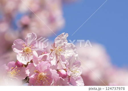 青空に映えるピンクのふんわり河津桜 青空に映えるピンクのふんわり河津桜 124737978