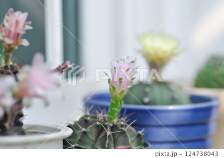 Gymnocalycium ,Gymnocalycium mihanovichii or gymnocalycium mihanovichii variegated with flower or cactus flower 124738043
