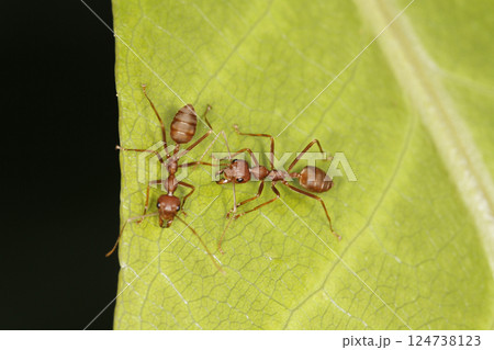 Close up red ant on green leaf in nature garden 124738123