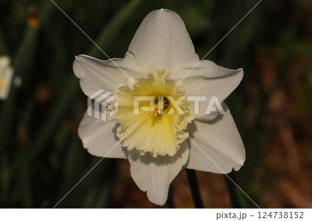 春の庭に咲く白いカップ咲き水仙の花 春の庭に咲く白いカップ咲き水仙の花 124738152