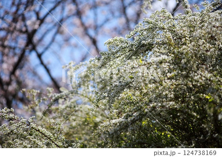 ユキヤナギの花 124738169
